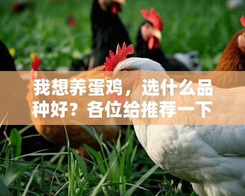 我想养蛋鸡，选什么品种好？各位给推荐一下