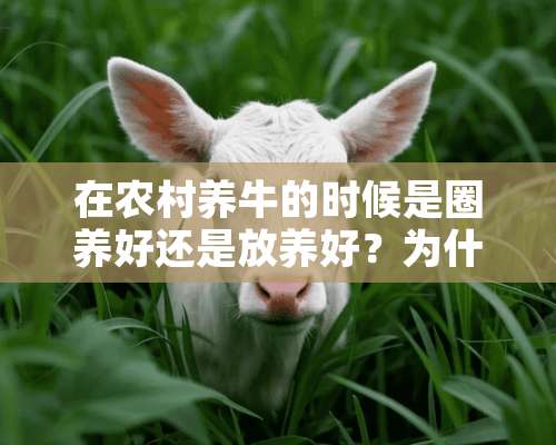 在农村养牛的时候是圈养好还是放养好？为什么？