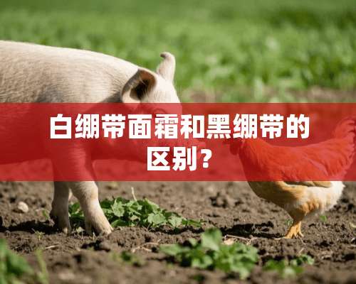 白绷带面霜和黑绷带的区别？