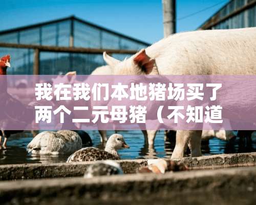 我在我们本地猪场买了两个二元母猪（不知道父系和母系是什么）如果我想自己想留**的话怎么找白猪？谢谢