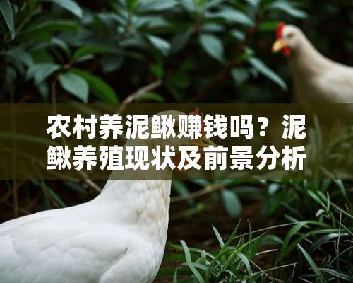 农村养泥鳅赚钱吗？泥鳅养殖现状及前景分析