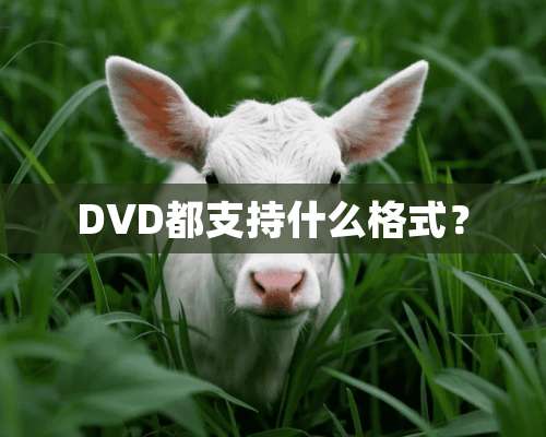 DVD都支持什么格式？