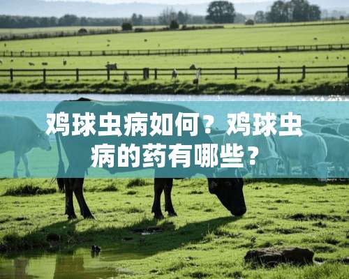 鸡球虫病如何？鸡球虫病的药有哪些？