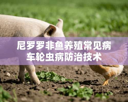 尼罗罗非鱼养殖常见病车轮虫病防治技术