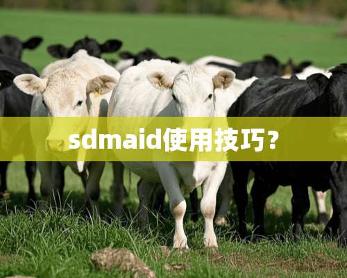 sdmaid使用技巧？