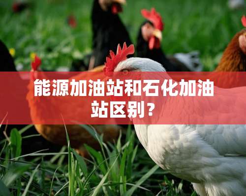 能源加油站和石化加油站区别？