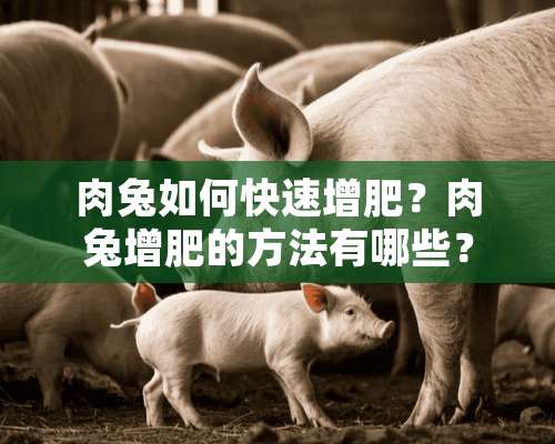 肉兔如何快速增肥？肉兔增肥的方法有哪些？