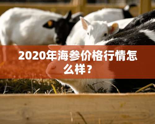 2020年海参价格行情怎么样？