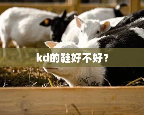 kd的鞋好不好？