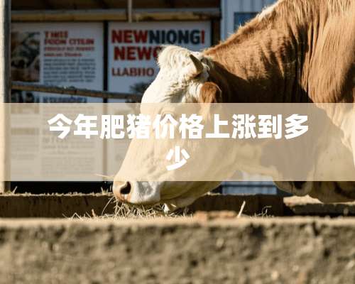 今年肥猪价格上涨到多少