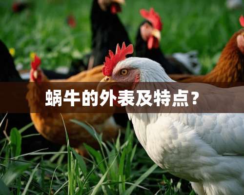 蜗牛的外表及特点？