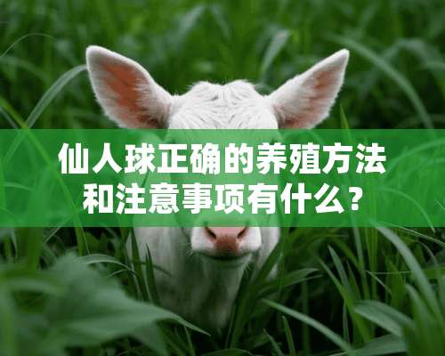 仙人球正确的养殖方法和注意事项有什么？