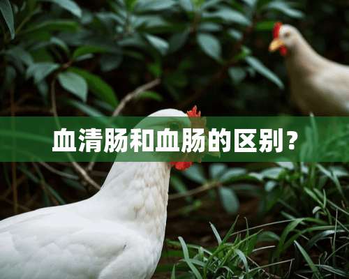 血清肠和血肠的区别？