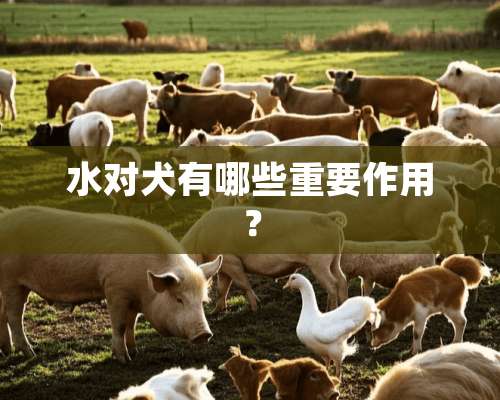 水对犬有哪些重要作用？