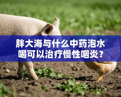 胖大海与什么中药泡水喝可以治疗慢性咽炎？