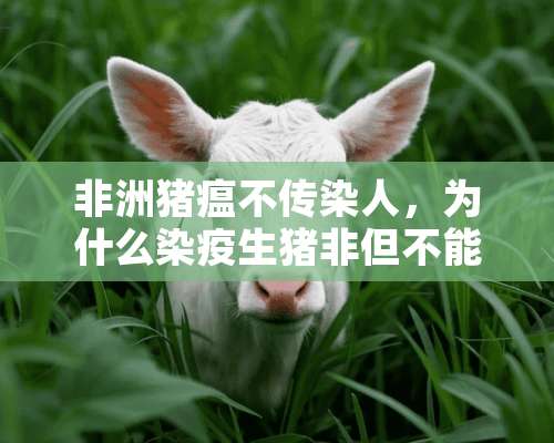 非洲猪瘟不传染人，为什么染疫生猪非但不能吃，还要被全部扑杀？