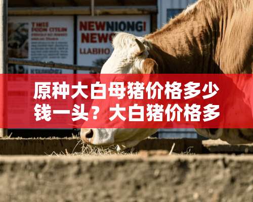 原种大白母猪价格多少钱一头？大白猪价格多少钱一斤