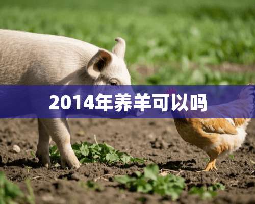 2014年养羊可以吗