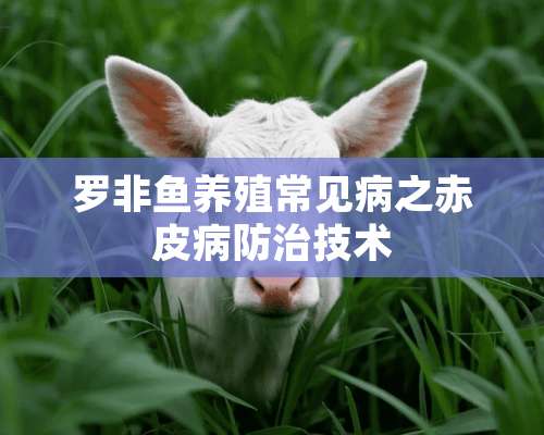 罗非鱼养殖常见病之赤皮病防治技术