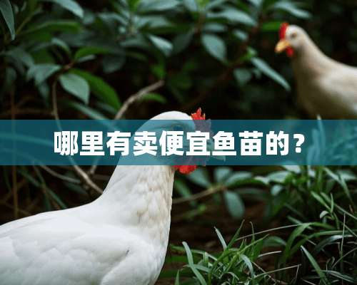 哪里有卖便宜鱼苗的？