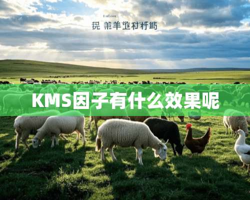 KMS因子有什么效果呢