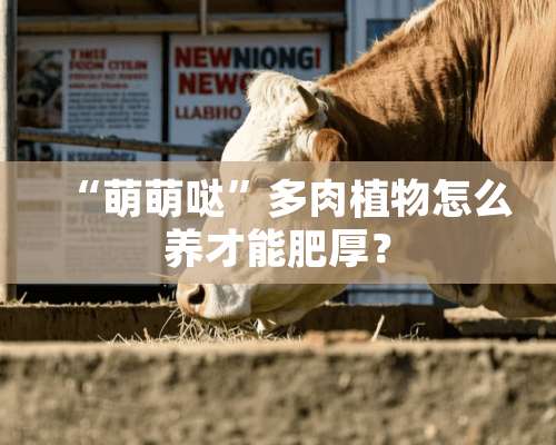 “萌萌哒”多肉植物怎么养才能肥厚？