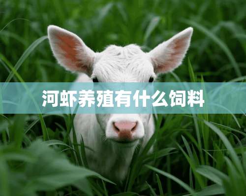 河虾养殖有什么饲料