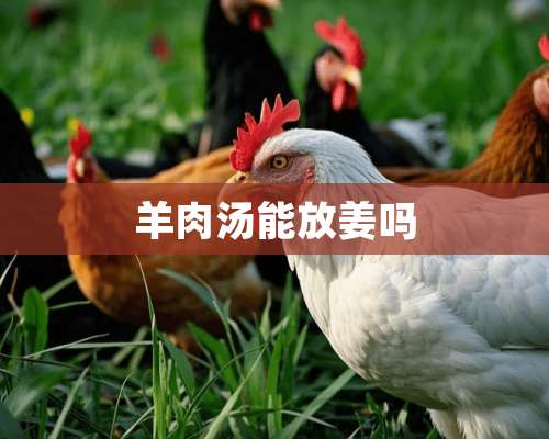 羊肉汤能放姜吗