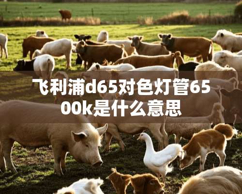 飞利浦d65对色灯管6500k是什么意思