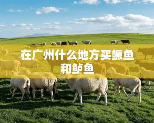 在广州什么地方买鳜鱼和鲈鱼