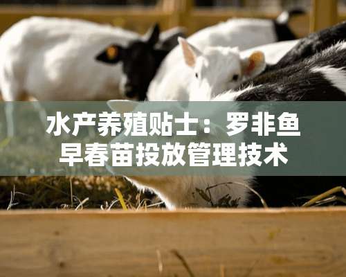 水产养殖贴士：罗非鱼早春苗投放管理技术