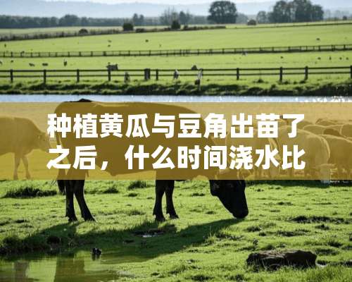 种植黄瓜与豆角出苗了之后，什么时间浇水比较合适？