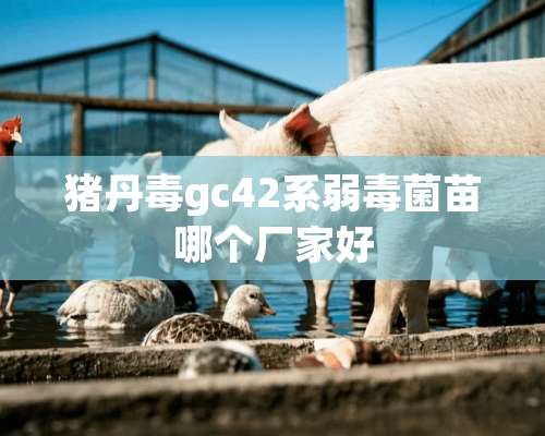 猪丹毒gc42系弱毒菌苗哪个厂家好