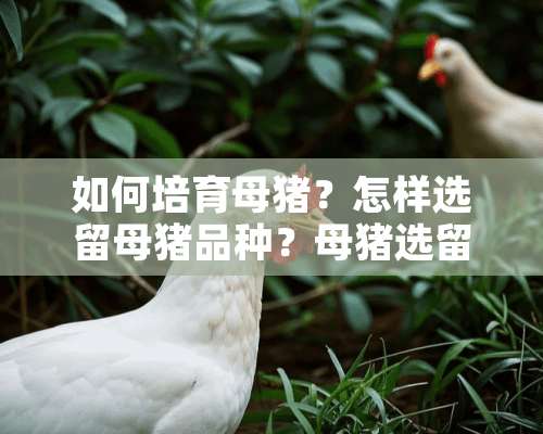 如何培育母猪？怎样选留母猪品种？母猪选留六注意！