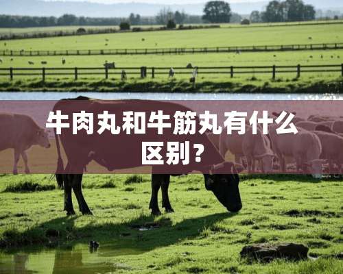 牛肉丸和牛筋丸有什么区别？