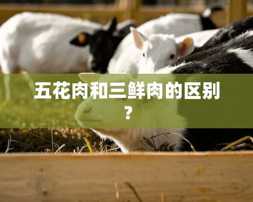 五花肉和三鲜肉的区别？