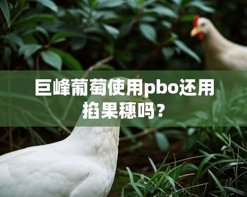 巨峰葡萄使用pbo还用掐果穗吗？