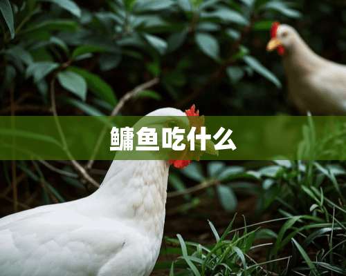 鳙鱼吃什么