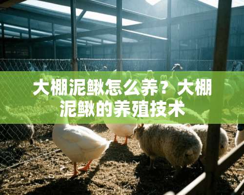 大棚泥鳅怎么养？大棚泥鳅的养殖技术