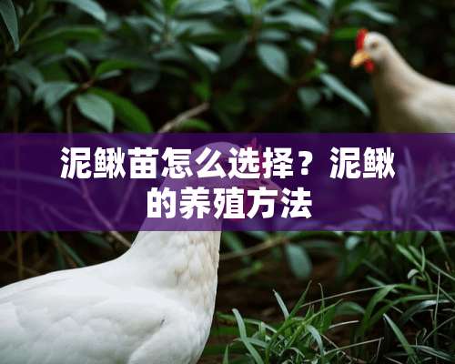 泥鳅苗怎么选择？泥鳅的养殖方法