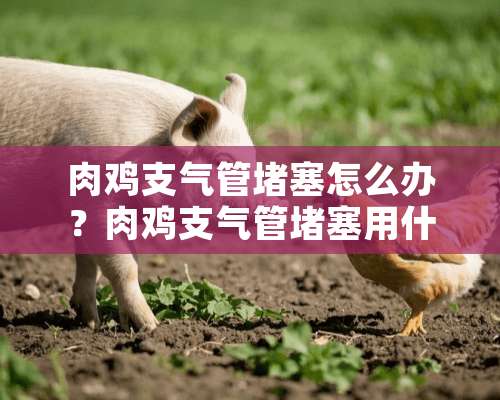 肉鸡支气管堵塞怎么办？肉鸡支气管堵塞用什么药