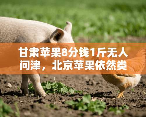 甘肃苹果8分钱1斤无人问津，北京苹果依然类似奢侈品