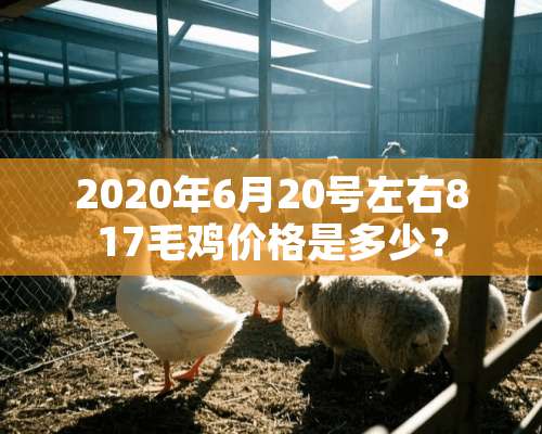 2020年6月20号左右817毛鸡价格是多少？