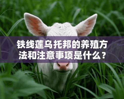 铁线莲乌托邦的养殖方法和注意事项是什么？