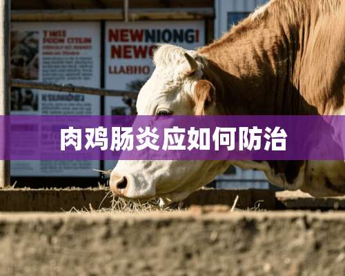 肉鸡肠炎应如何防治