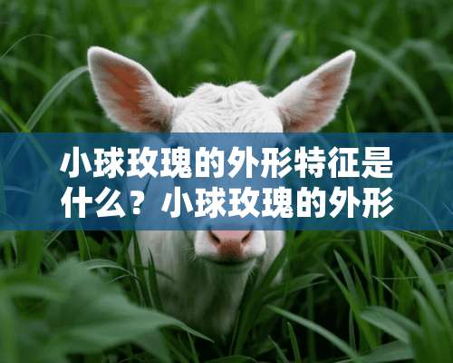 小球玫瑰的外形特征是什么？小球玫瑰的外形特？