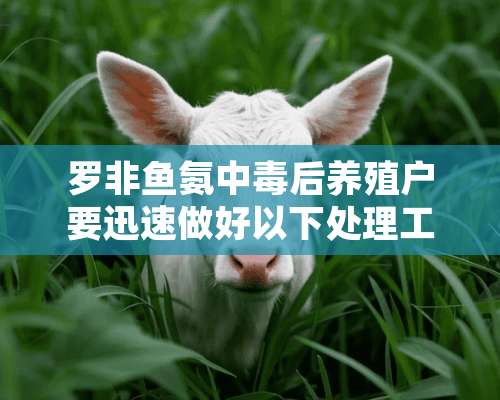 罗非鱼氨中毒后养殖户要迅速做好以下处理工作