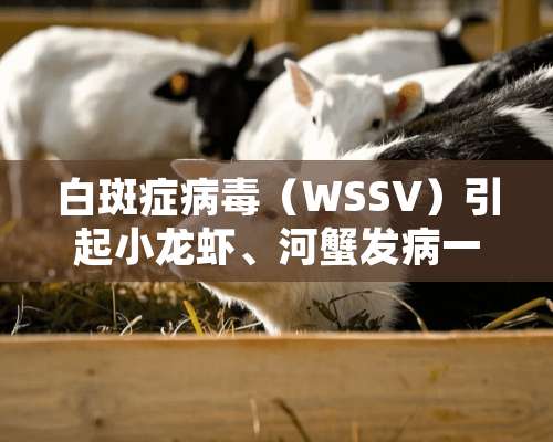 白斑症病毒（WSSV）引起小龙虾、河蟹发病一例