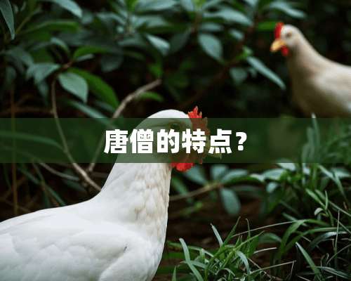 唐僧的特点？