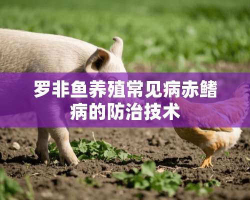 罗非鱼养殖常见病赤鳍病的防治技术